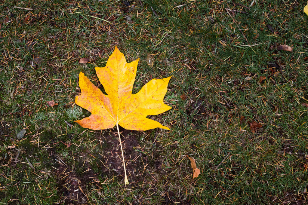 fall leaf in the Pacific Northwest