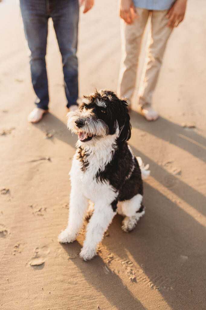 Dog sitting on the beach during a family photo session at sunset at Ecola State Park