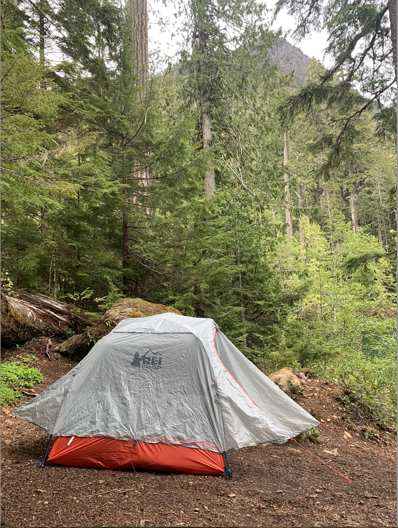 REI tent in forest