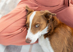 A dog is photographed on the owner's lap as she looks at the camera. 