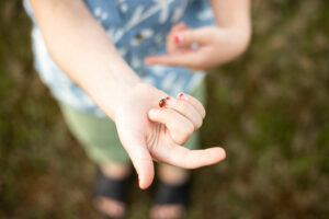 Little boys hand holding a ladybug.